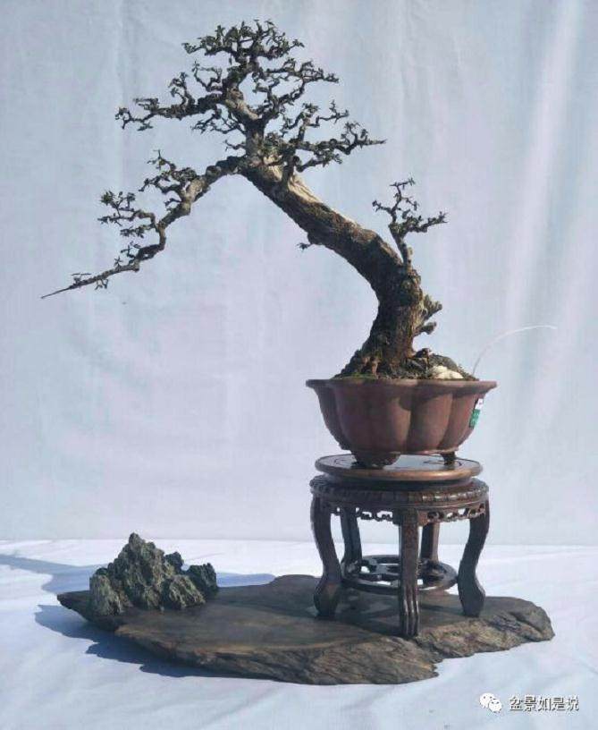 关于盆景艺术中虚实的议论
