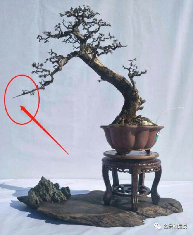 关于盆景艺术中虚实的议论