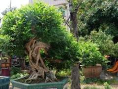 盆景艺术家洪容兴和他的盆景艺术