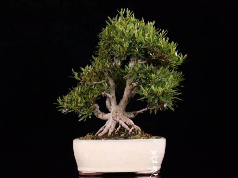 从0到资深盆景玩家 （一） 初级玩家如何购买盆景？