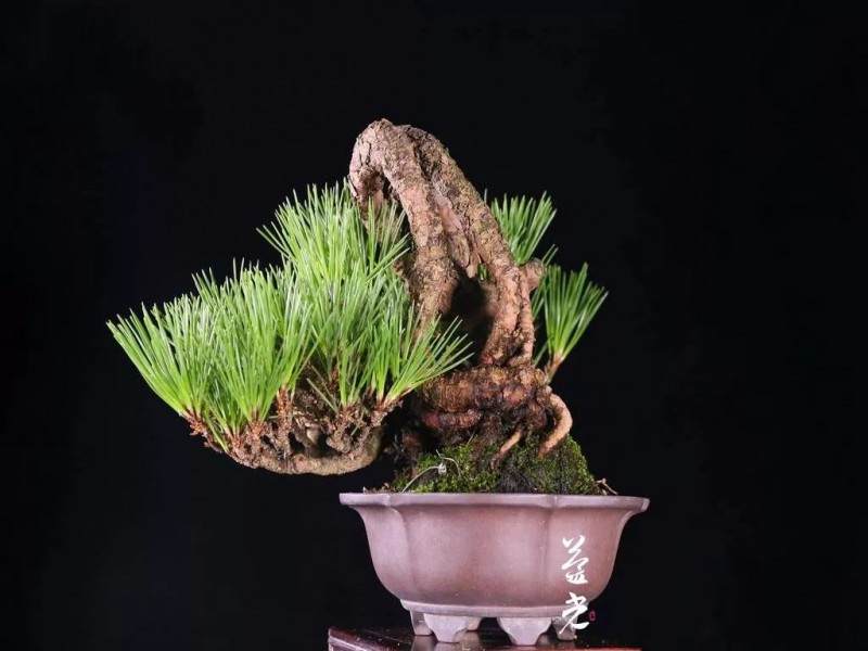 从0到资深盆景玩家 （一） 初级玩家如何购买盆景？