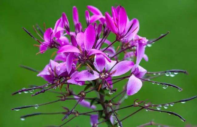 醉蝶花盆景怎么养护