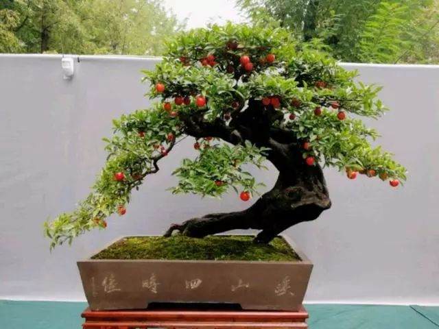 金弹子盆景的养护与浇水