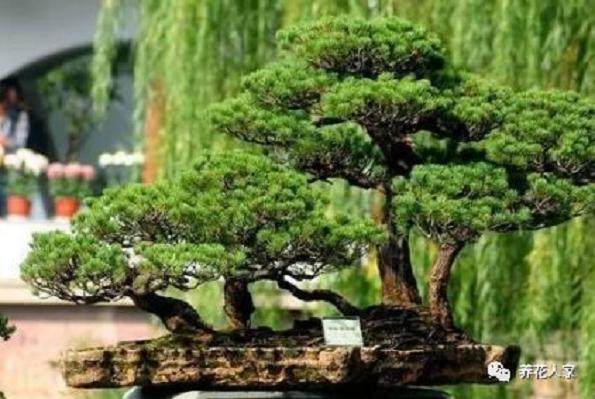 浅谈盆景知识之四大类植物盆景!