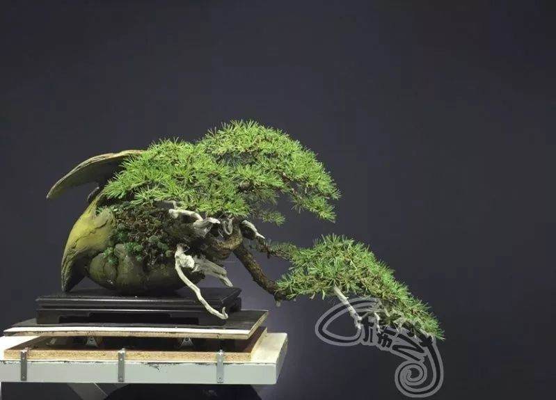 玩盆景多年,但你知道你在玩什么吗?