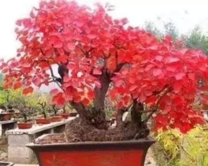 黄栌盆景的种植养护技巧