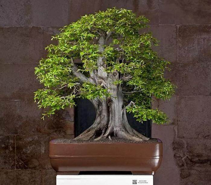 异军突起的克罗地亚盆景