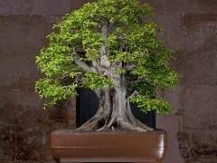 异军突起的克罗地亚盆景