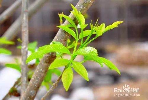 怎么去山上挖盆景树桩 未发芽时如何采挖