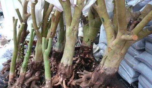 怎么去山上挖盆景树桩 未发芽时如何采挖