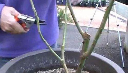 怎么去山上挖盆景树桩 未发芽时如何采挖