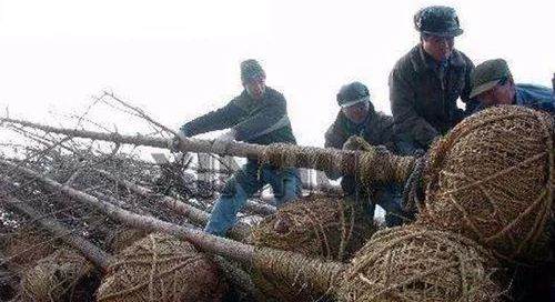 怎么去山上挖盆景树桩 未发芽时如何采挖