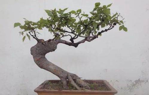 怎么去山上挖盆景树桩 未发芽时如何采挖