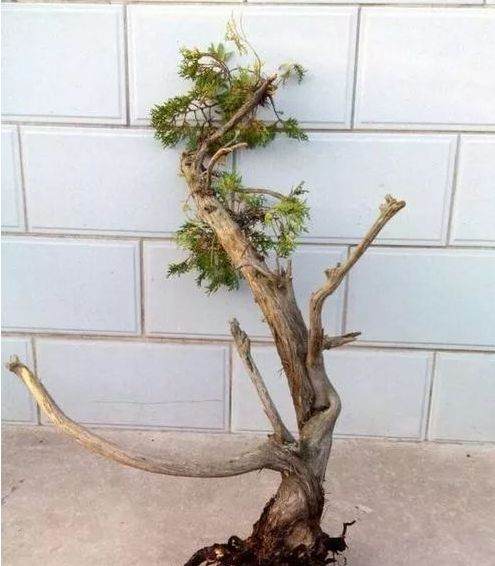 如何处理盆景树桩切口?