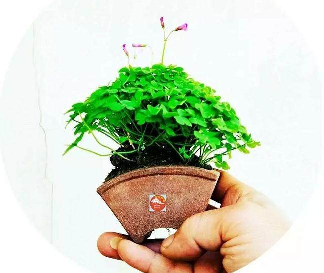 越小越有趣的微型盆景