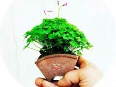 越小越有趣的微型盆景