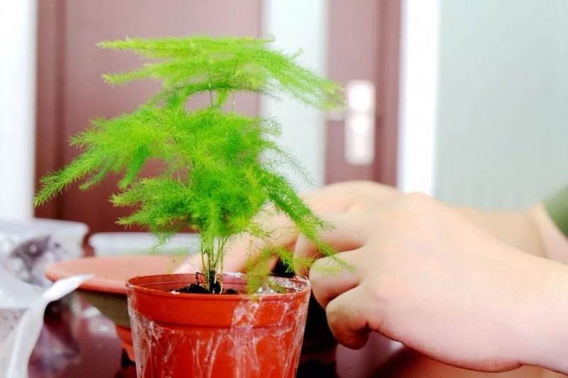 炎炎夏日 来做一盆清新别致的文竹盆景