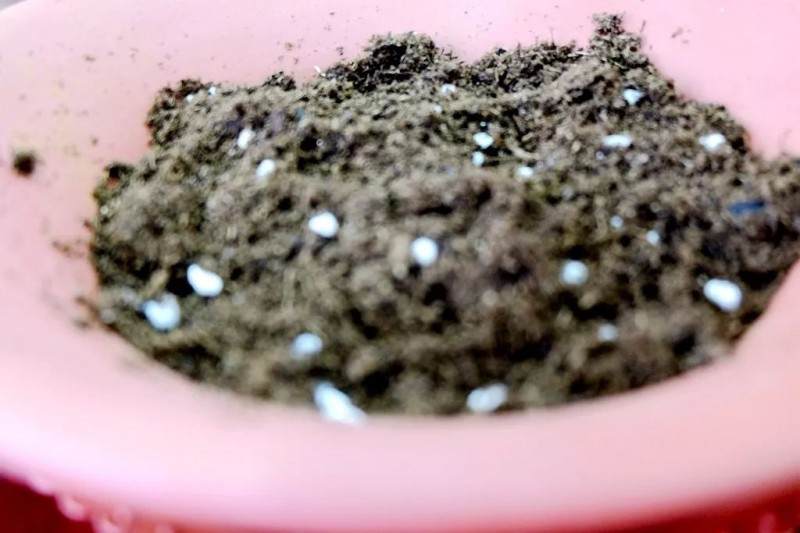 炎炎夏日 来做一盆清新别致的文竹盆景