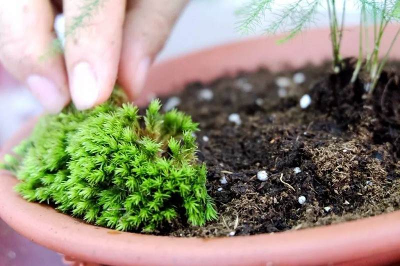 炎炎夏日 来做一盆清新别致的文竹盆景