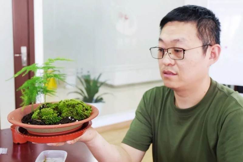 炎炎夏日 来做一盆清新别致的文竹盆景