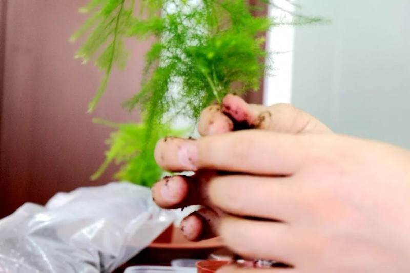 炎炎夏日 来做一盆清新别致的文竹盆景