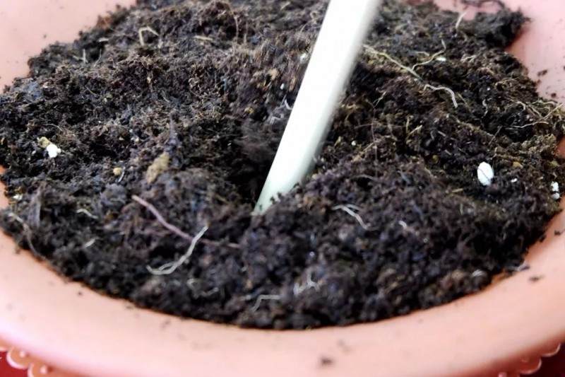 炎炎夏日 来做一盆清新别致的文竹盆景