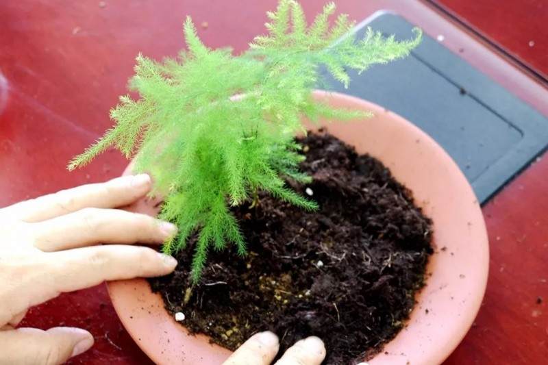 炎炎夏日 来做一盆清新别致的文竹盆景