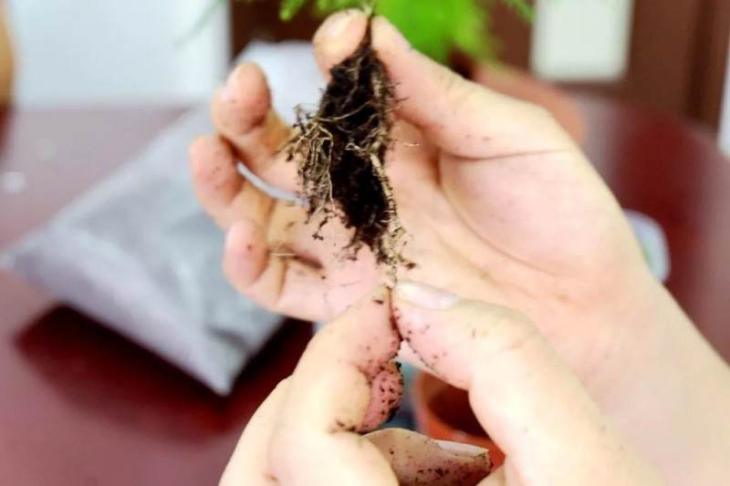 炎炎夏日 来做一盆清新别致的文竹盆景