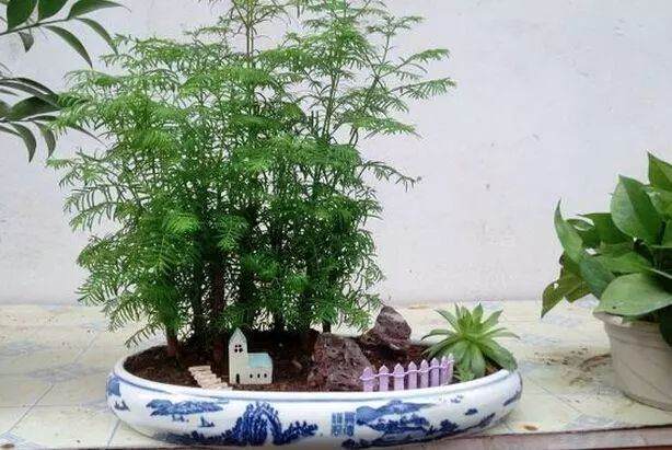 水杉树盆景养护,高大秀欣,枝叶繁茂