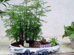 水杉树盆景养护 高大秀欣 枝叶繁茂