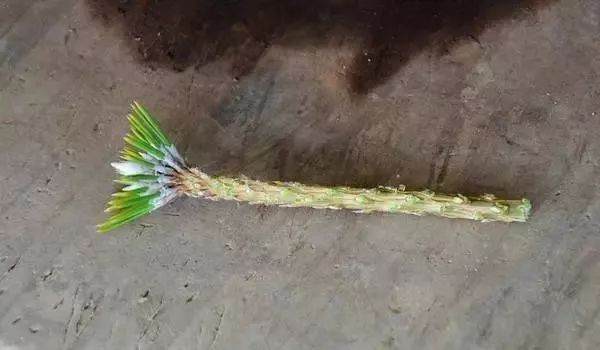 图解 黑松盆景老枝接穗嫁接保活的方法