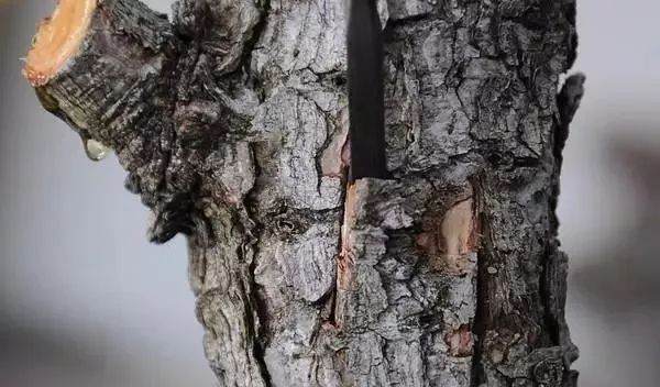 图解 黑松盆景老枝接穗嫁接保活的方法