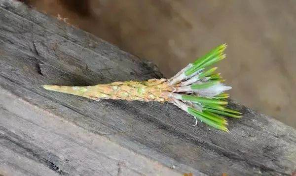 图解 黑松盆景老枝接穗嫁接保活的方法