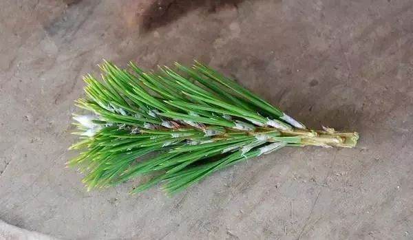 图解 黑松盆景老枝接穗嫁接保活的方法