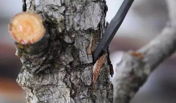 图解 黑松盆景老枝接穗嫁接保活的方法