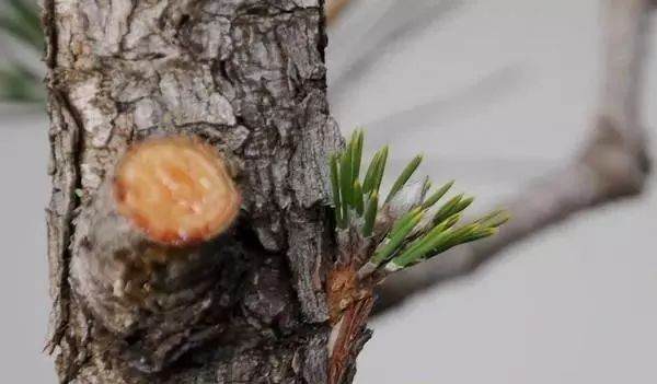 图解 黑松盆景老枝接穗嫁接保活的方法