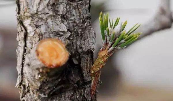 图解 黑松盆景老枝接穗嫁接保活的方法