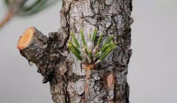 图解 黑松盆景老枝接穗嫁接保活的方法