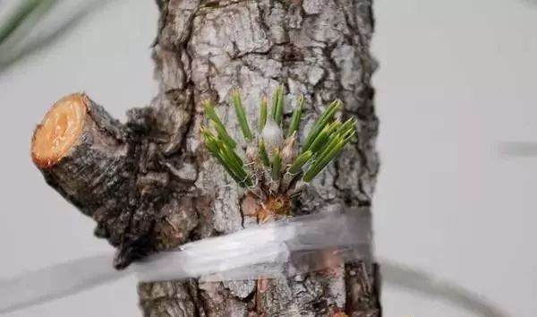 图解 黑松盆景老枝接穗嫁接保活的方法