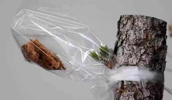 图解 黑松盆景老枝接穗嫁接保活的方法