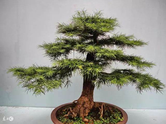 盆景盘扎造型不再难 盆景布枝3原则