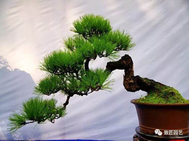 盆景叶片养护技巧，这里有你不懂的学问！