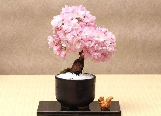 在5个步骤来养护樱花盆景?