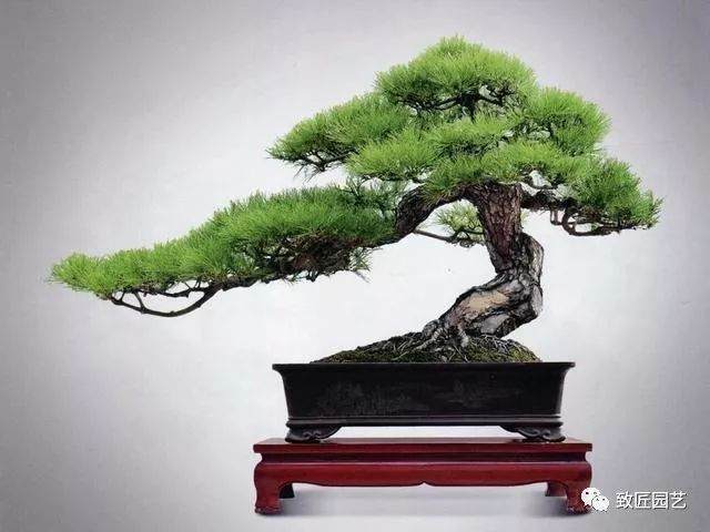 山松盆景制作技巧 后期养护要点!