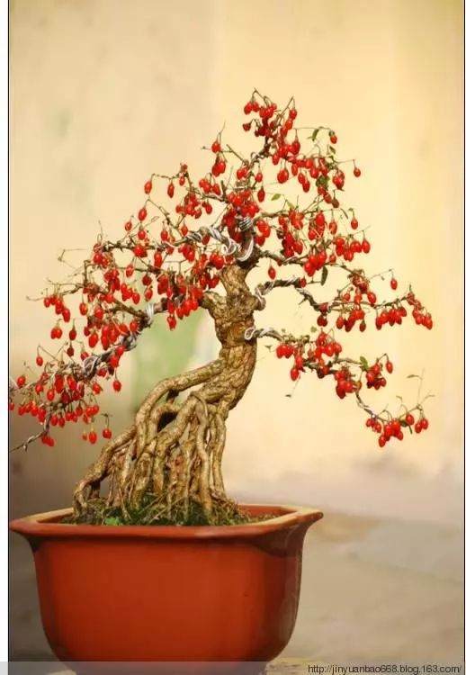 枸杞盆景制作方法，养性养人，用途多