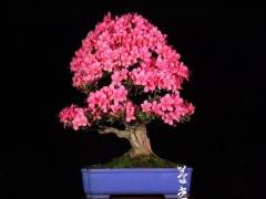 浅谈盆景的个人意趣和艺术审视