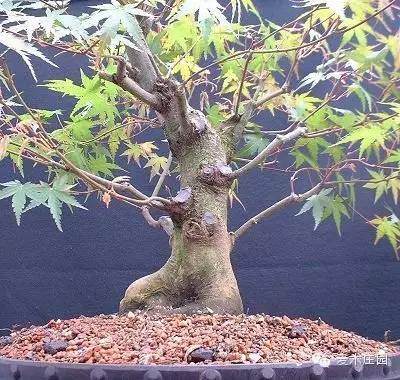 图解 鸡爪槭盆景的制作培养全过程