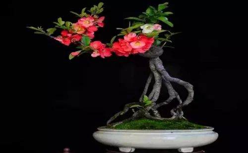 海棠盆景怎么养护管理？