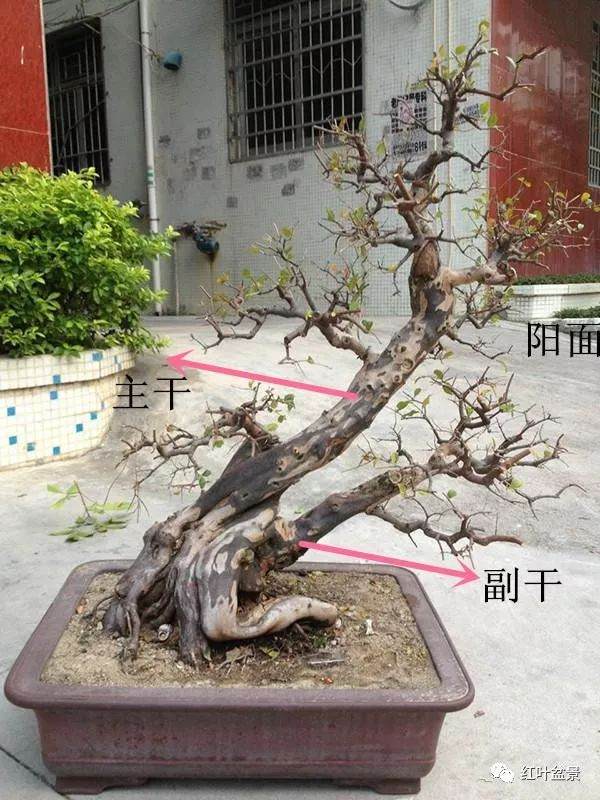 树桩盆景观赏面的确定与枝的布局原则