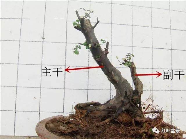 树桩盆景观赏面的确定与枝的布局原则